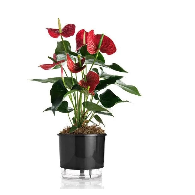 Vaso para Plantas Autoirrigável Anti Dengue Decora Lar