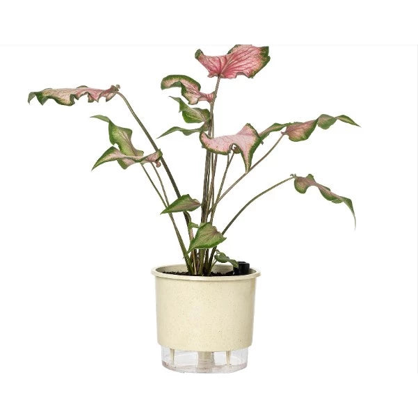Vaso para Plantas Autoirrigável Anti Dengue Decora Lar