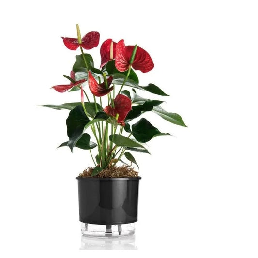 Vaso para Plantas Autoirrigável Anti Dengue Decora Lar